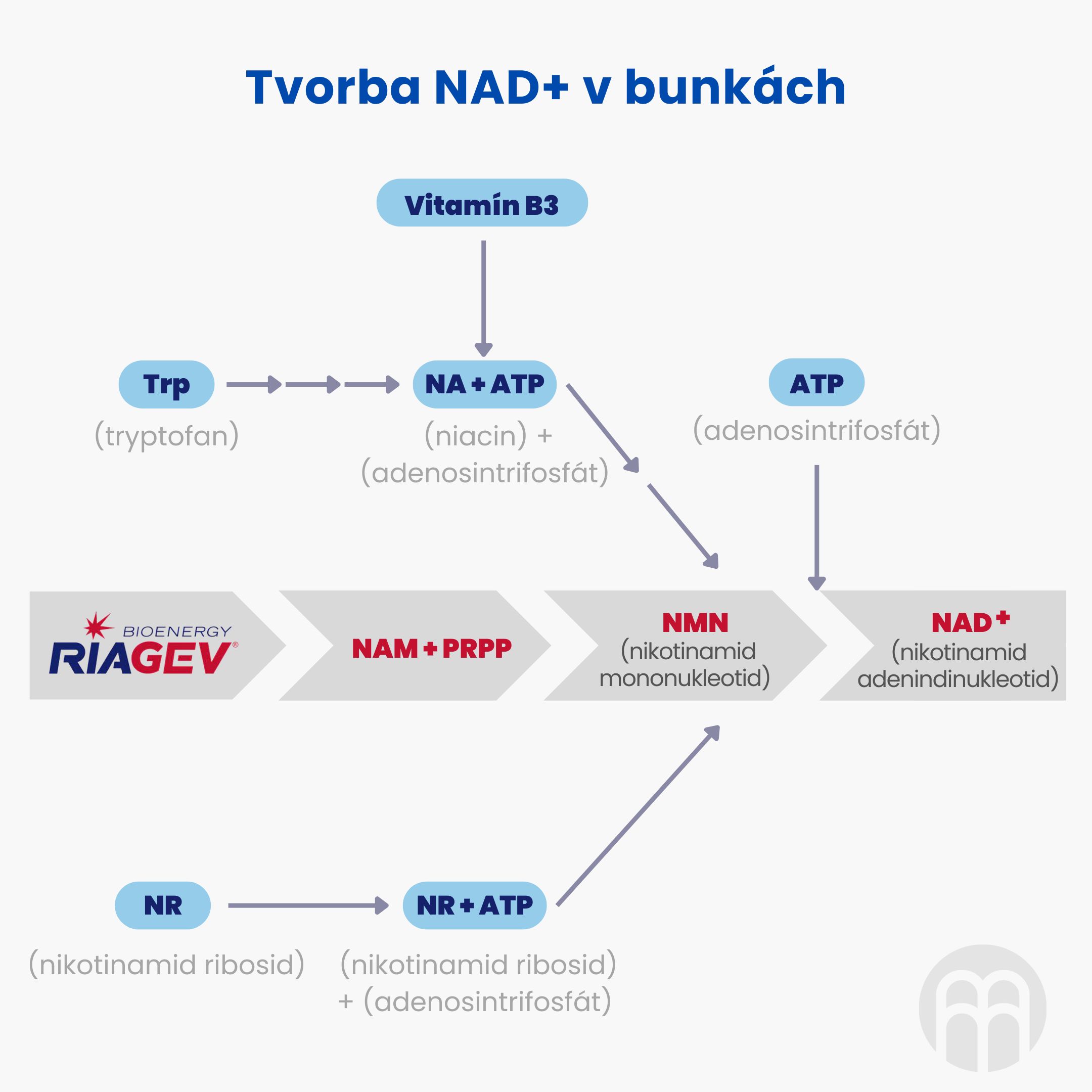 Tvorba NAD+ v bunkách